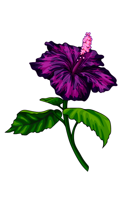 hibiscus flower