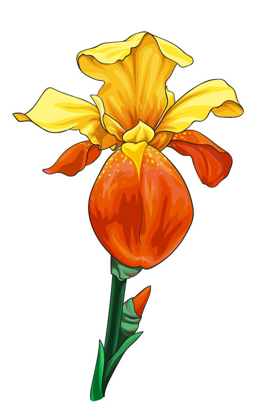 Iris flower