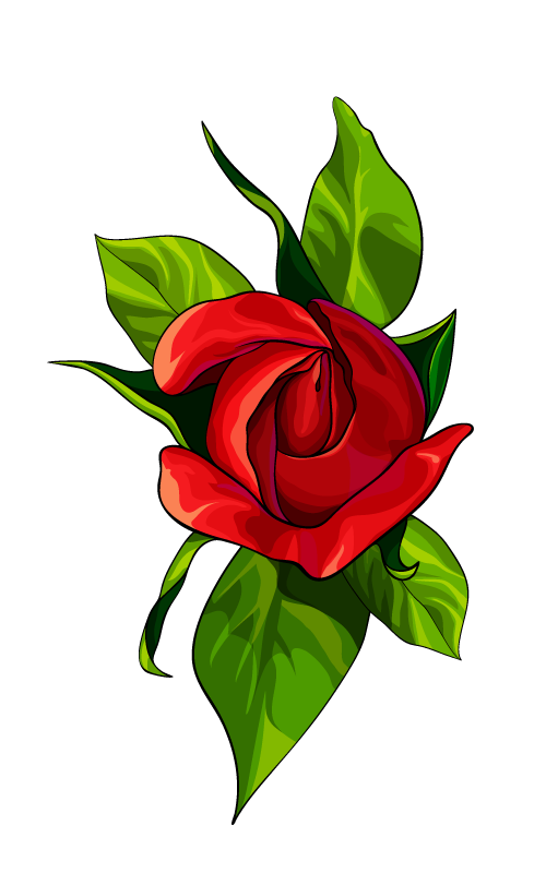 Rose flower